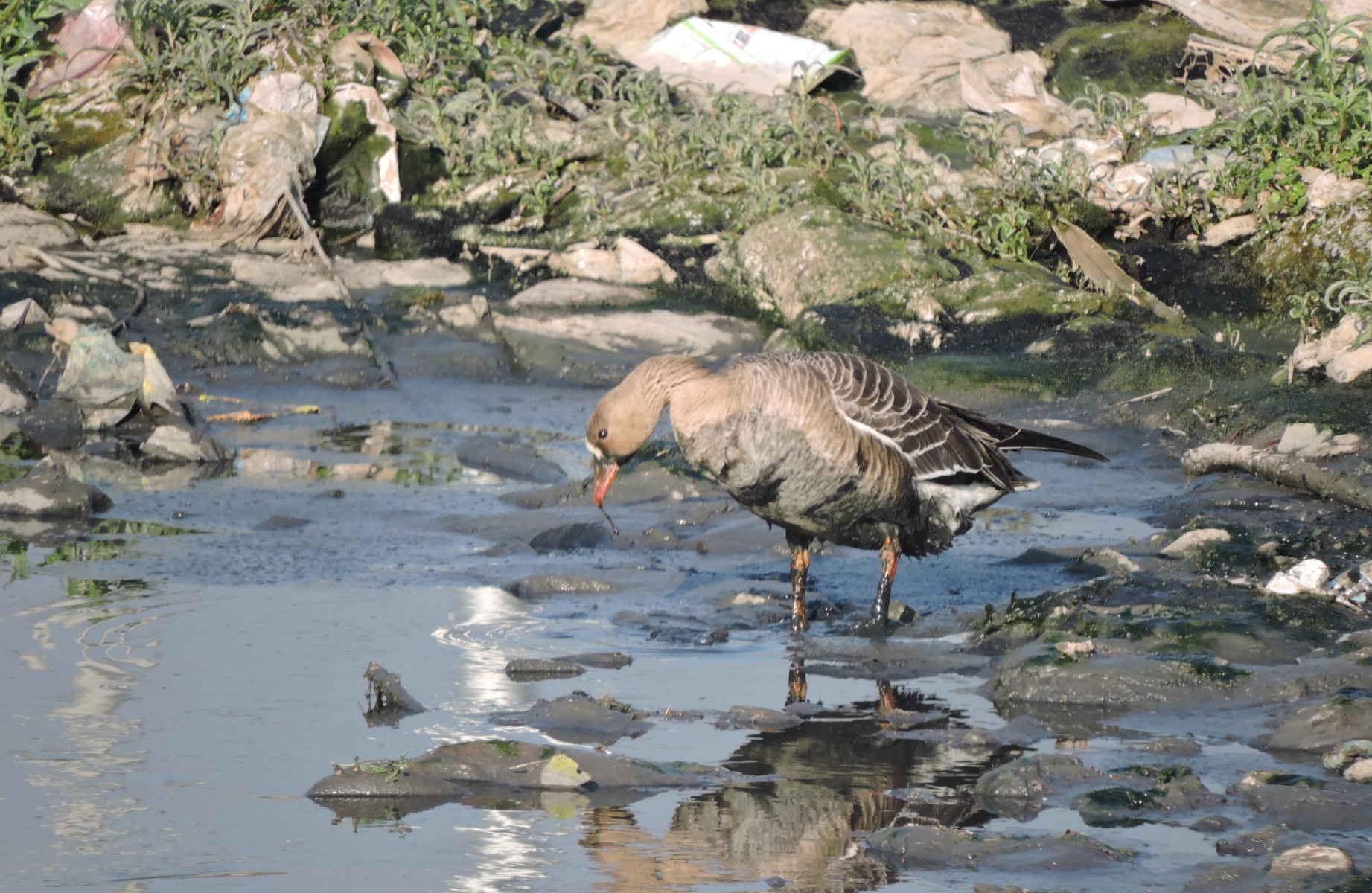 Greater White Fronted Goose (7).JPG